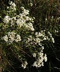 Miniatura para Austroeupatorium inulifolium