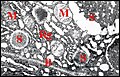 Weitere Mikroskopie der Drüsenorgane