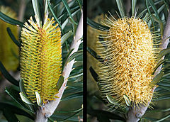 inflorescence with unopened buds (left), opened flowers (right)