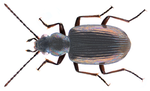 Miniatura para Bembidion punctulatum