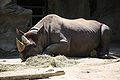 Nosorožec čierny, Cincinnati Zoo.