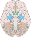 Thumbnail for Nervi craniales