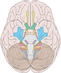 Darstellung der Hirnnerven mit Lage und Verlauf an der Hirnbasis im Schema