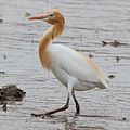 Eastern cattle egret