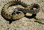 Gopher snake