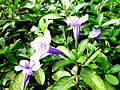 Cây nổ. Tên khoa học Ruellia tuberosa L., thuộc họ Ô rô (Acanthaceae).