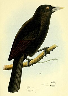Description de l'image Cacicus sclateri 1888.jpg.