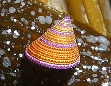 The jeweled top snail Calliostoma annulatum grazing on a blade of giant kelp Calliostoma annulatum.jpg