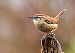 A wren perches on vegetation, looking alert.