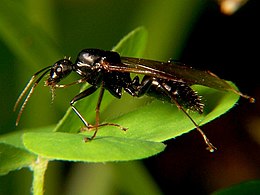 Крилатий самець Camponotus pennsylvanicus