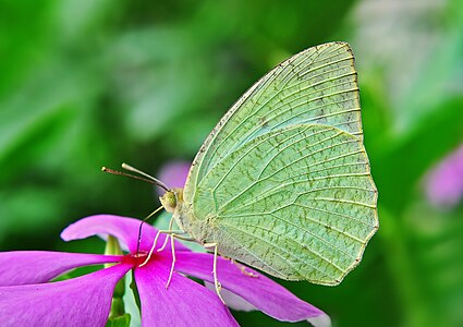 Catopsilia pyranthe, by Joydeep