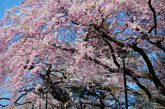 Cherry blossoms in Sendai, Miyagi, Japan. The Japanese language has different words for the pink of cherry blossoms (sakura-iro), and peach blossoms (momo-iro). Recently the word pinku has also become popular.