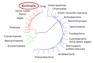 Laurence Moran notes that structuralism focuses mainly on animals, but that animals (emphasized) form only a small portion of the tree of life. CollapsedtreeLabels-simplified, Animals emphasized.svg