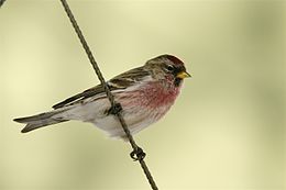 Čimčiakas (Carduelis flammea)