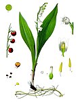 Convallaria majalis — Ландыш майский