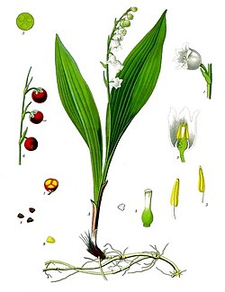  Convallaria majalis, le muguet de mai