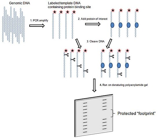 Binding Site Prediction Wiki