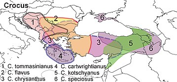 Crocus distribution map balkan and minor asia.jpg