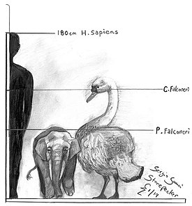 Cygnus falconeri, Palaeoloxodon falconeri и человек