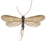 Cyrnus trimaculatus – Specimen