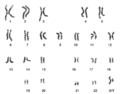 תמונה ממוזערת לגרסה מ־17:17, 20 במאי 2007