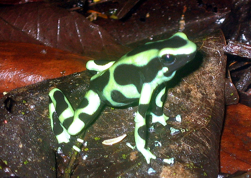 Black and green PA Frog