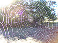 Spider web éarly in the morning
