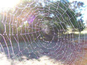 "Imagine a multidimensional spider's web ...