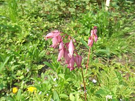 Dicentra formosa