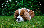 Cavalier king charles spaniel