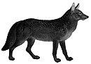 Dogs, jackals, wolves, and foxes (Plate V) C. l. floridanus.jpg
