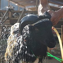 Seekor domba garut berwarna hitam yang sedang dimandikan