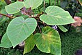 Olistění Dombeya mauritiana