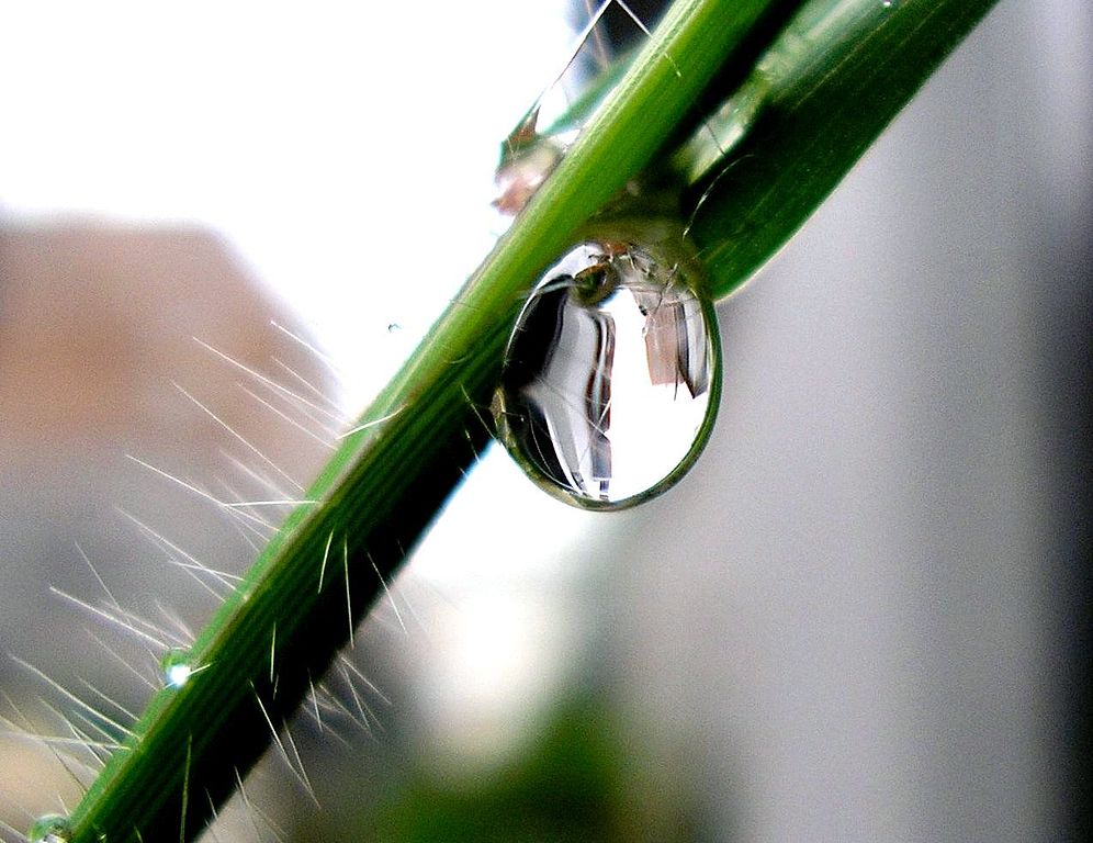 A water droplet on a plant stem.