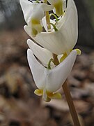 Fully opened flowers