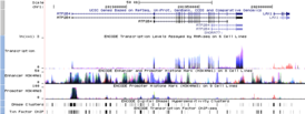 Изображение данных ENCODE в UCSC Genome Browser. Показаны несколько дорожек с информацией о регуляции экспрессии генов. Ген, расположенный слева (ATP2B4), экспрессируется во многих типах клеток. Ген, расположенный справа, экспрессируется только в нескольких типах клеток, в том числе, в эмбриональных стволовых клетках.