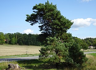 Suptallen vid länsväg 522.