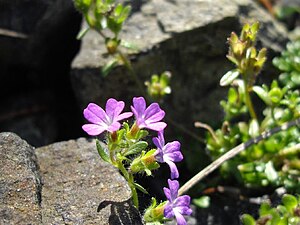 Erinus alpinus (Picos de Europa)