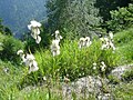 Eriophorum angustifolium