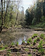 Erlenbruchwald östlich Holzweber