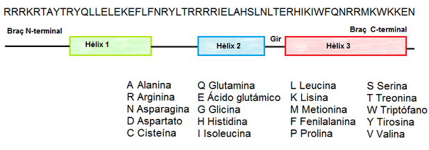 Seqüencia consensuada (estructura primària) del homeodomini (a dalt) i repartició dels aminoàcids segons els motius (estructura secundaria) trobats en aquest (a baix).