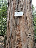 Miniatura para Eucalyptus globulus subsp. maidenii