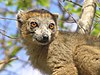 Eulemur coronatus