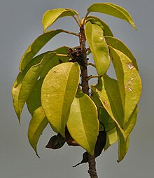 Excoecaria agallocha in Krishna Wildlife Sanctuary, Andhra Pradesh, India