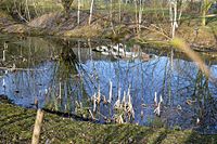 Amphibien-Biotop Ochtersum