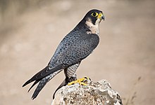 A peregrine falcon perched on a rock