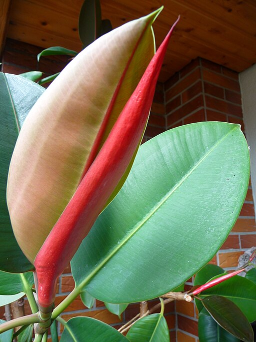 Ficus elastica neues Blatt