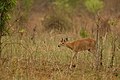 Several kinds of antilope and deer species live in this ecoregion (Chousingha)