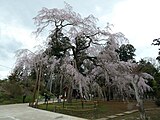 福星寺のしだれ桜