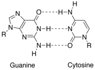 Het cytosine-guanine-basenpaar, met drie intermoleculaire waterstofbruggen